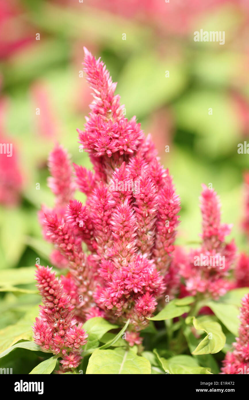 Fleurs roses dans le jardin. Banque D'Images