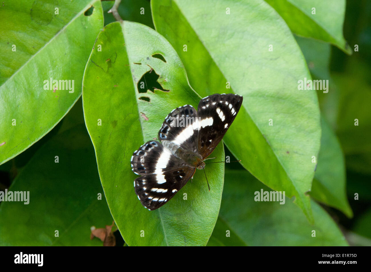 Papillon noir et blanc en Amazonie péruvienne Banque D'Images