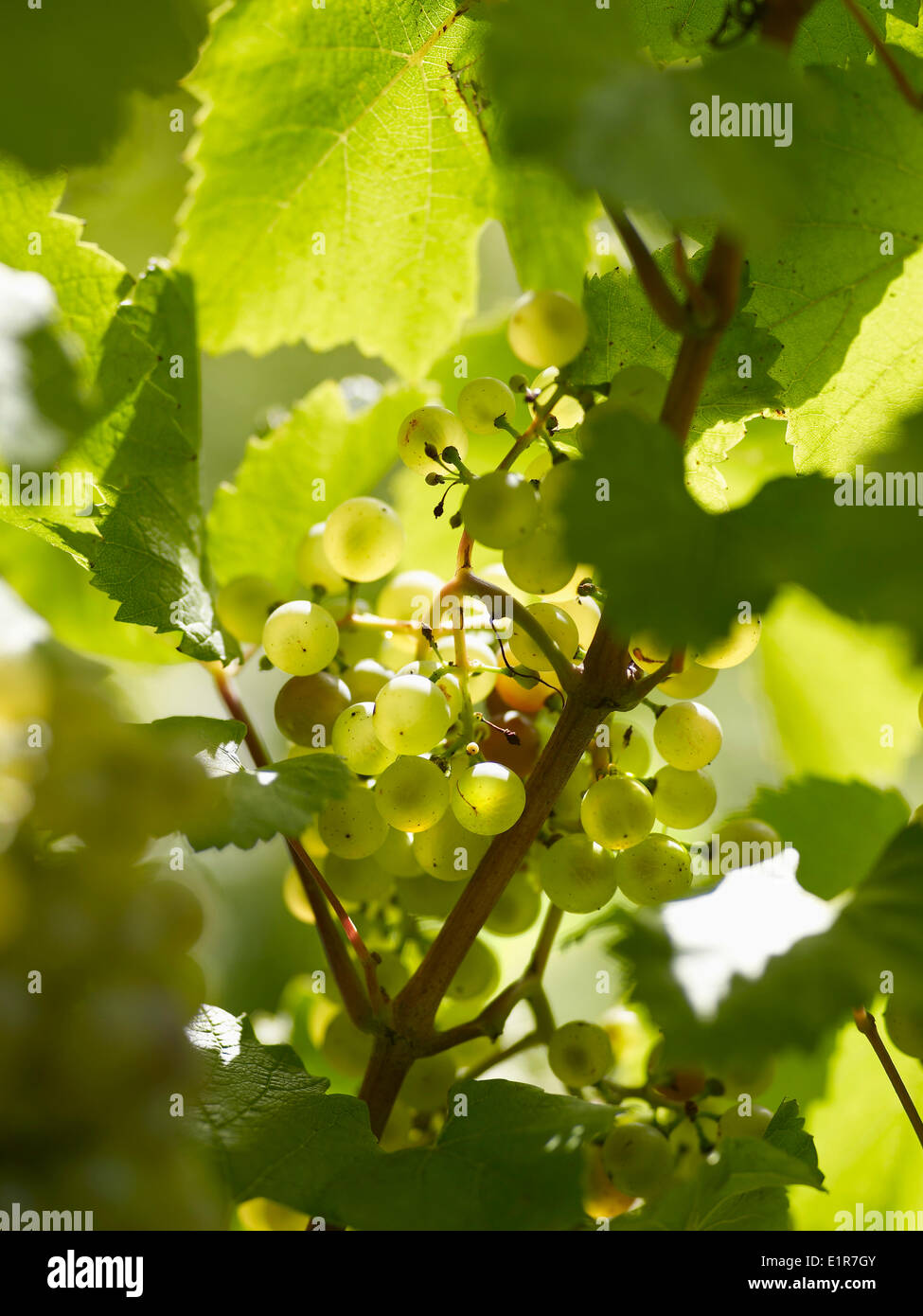 Bunch of white grapes on the vine Banque D'Images