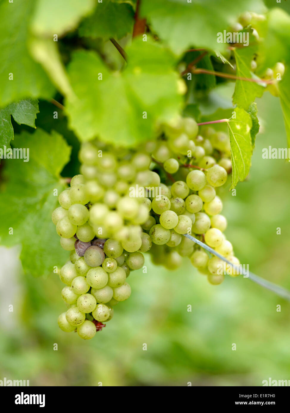 Grappes de raisins blancs sur la vigne Banque D'Images