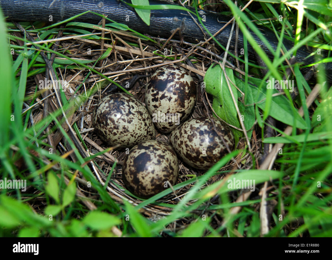 Un nid de Terek Sandpiper près de branch Banque D'Images