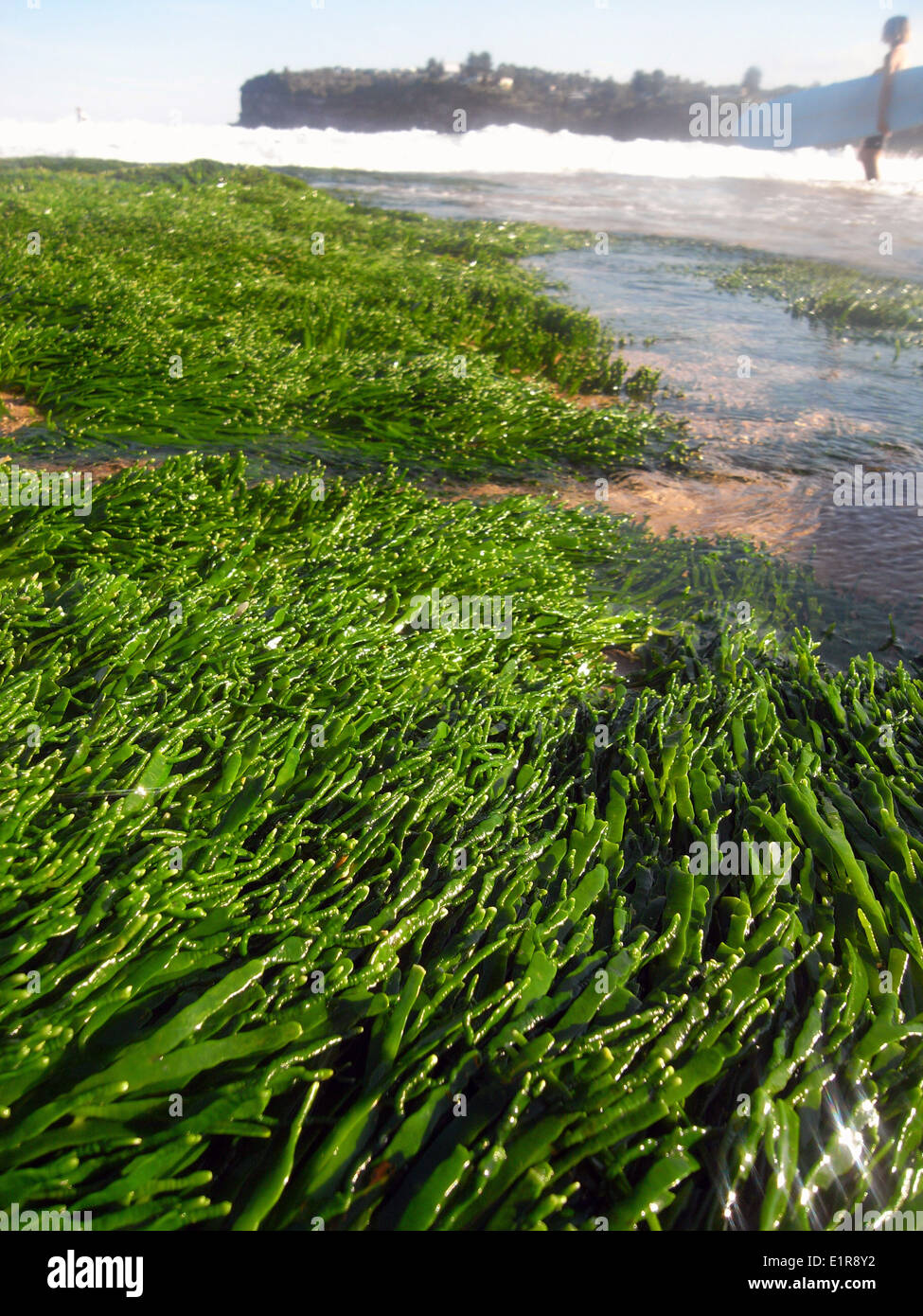 Algues vertes sur roches intertidales, traversé par des surfeurs, Avalon Beach, North Sydney, NSW, Australie Banque D'Images