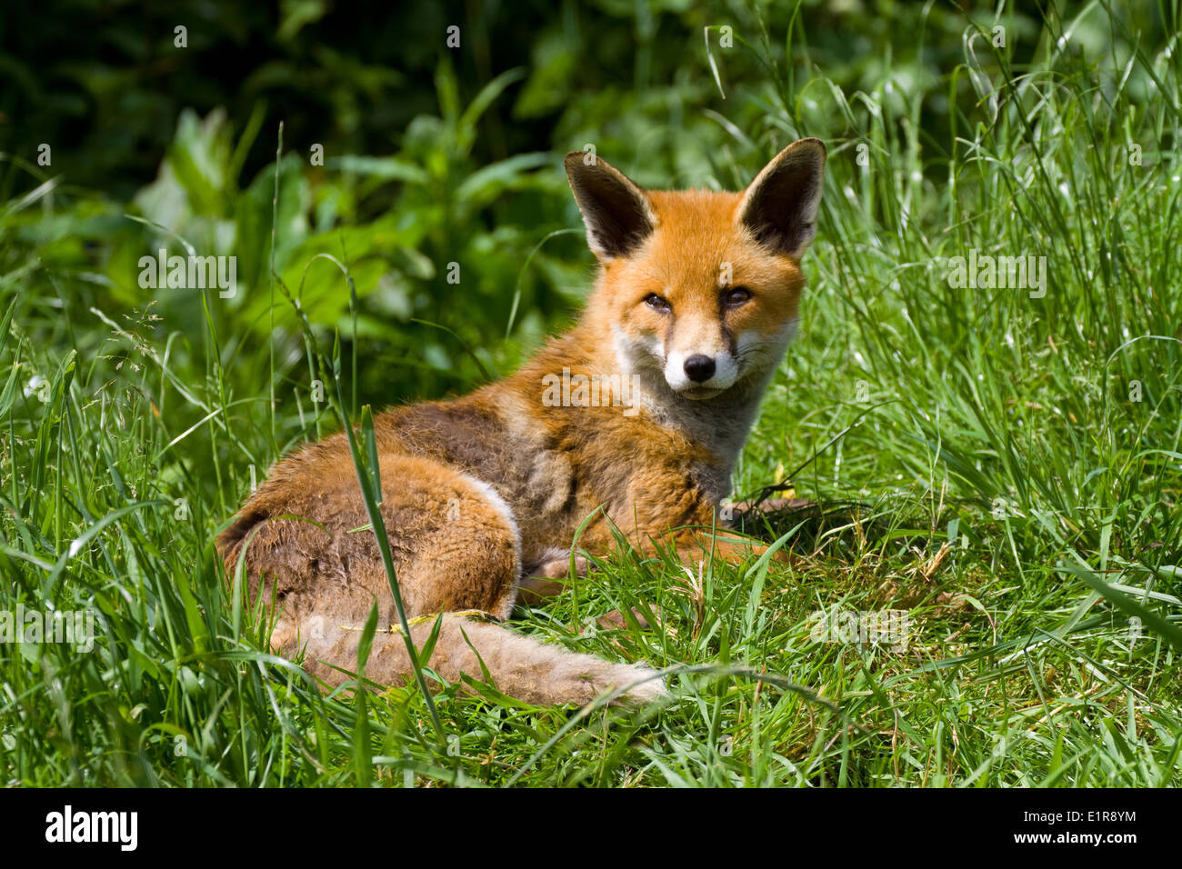 Red Fox couché dans l'herbe. Vulpes vulpes UK Banque D'Images