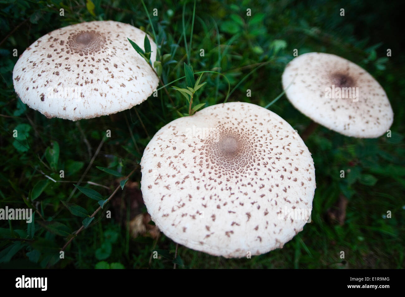 Trois champignons parasol Banque D'Images