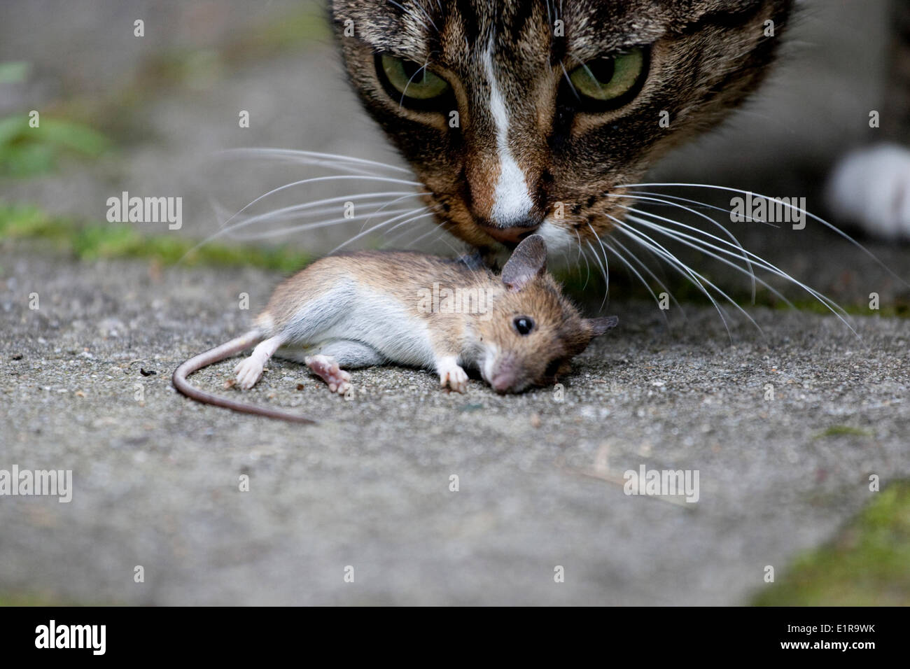 Un Chat Domestique A Attrape Une Souris En Bois Photo Stock Alamy