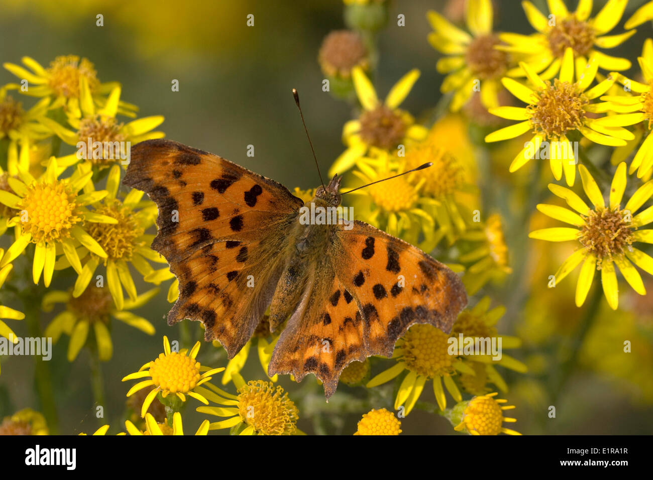 La virgule (Polygonia c-album) sur les fleurs jaunes de Séneçon commun Banque D'Images