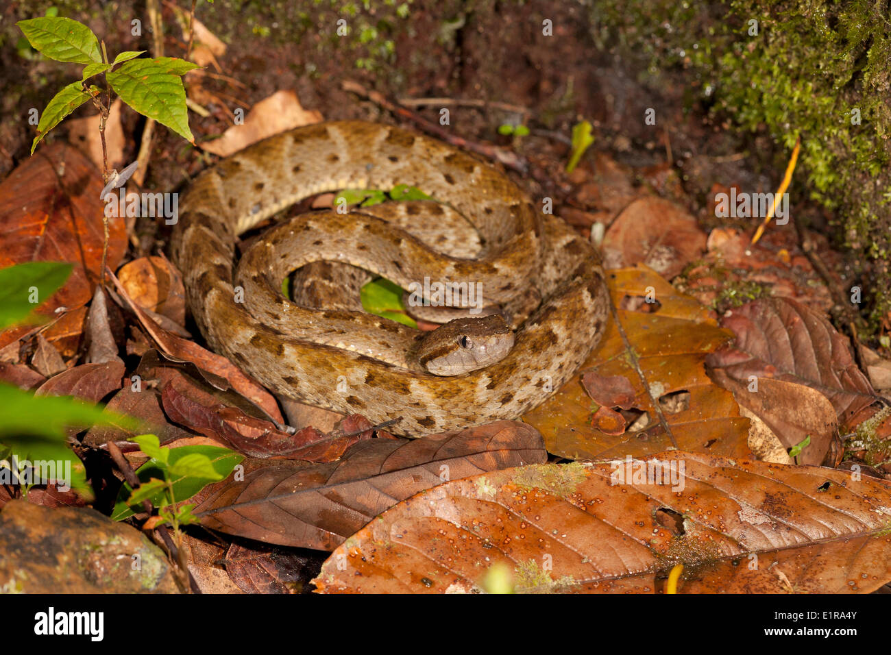 Photo d'un fer-de-lance Banque D'Images