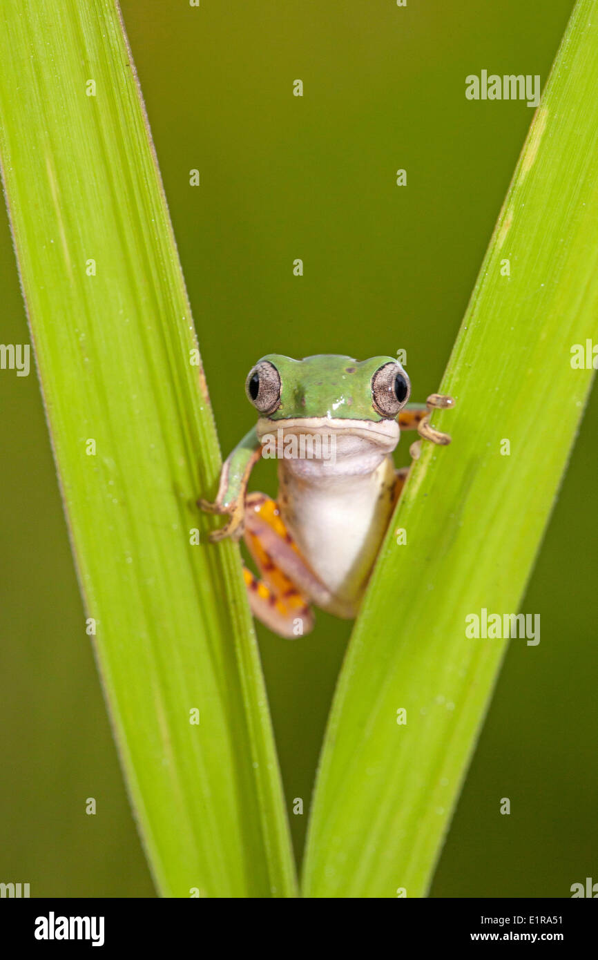 Photo d'une grenouille à pattes orange leaf assis entre reed Banque D'Images