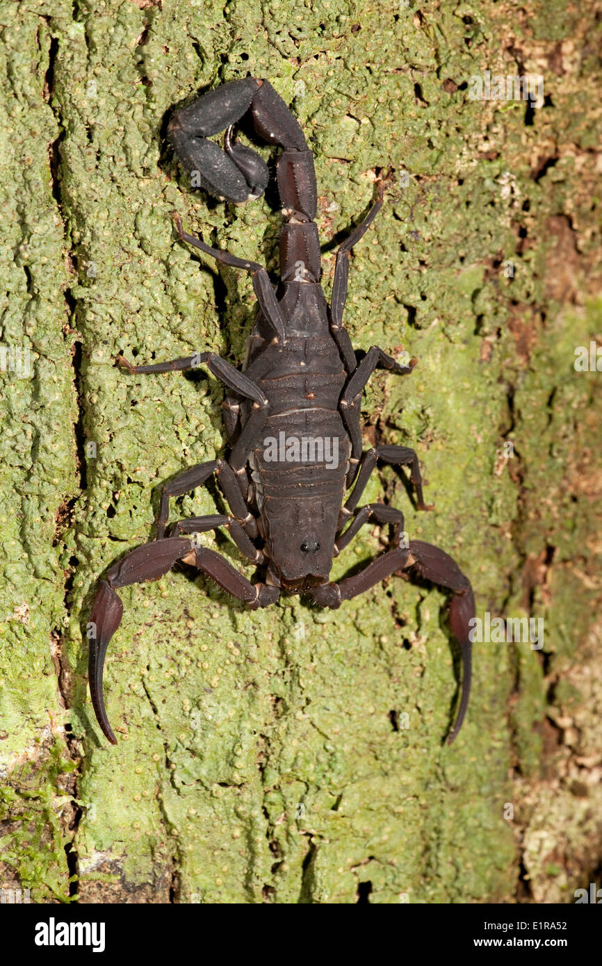 Photo d'un scorpion dans la forêt tropicale Banque D'Images