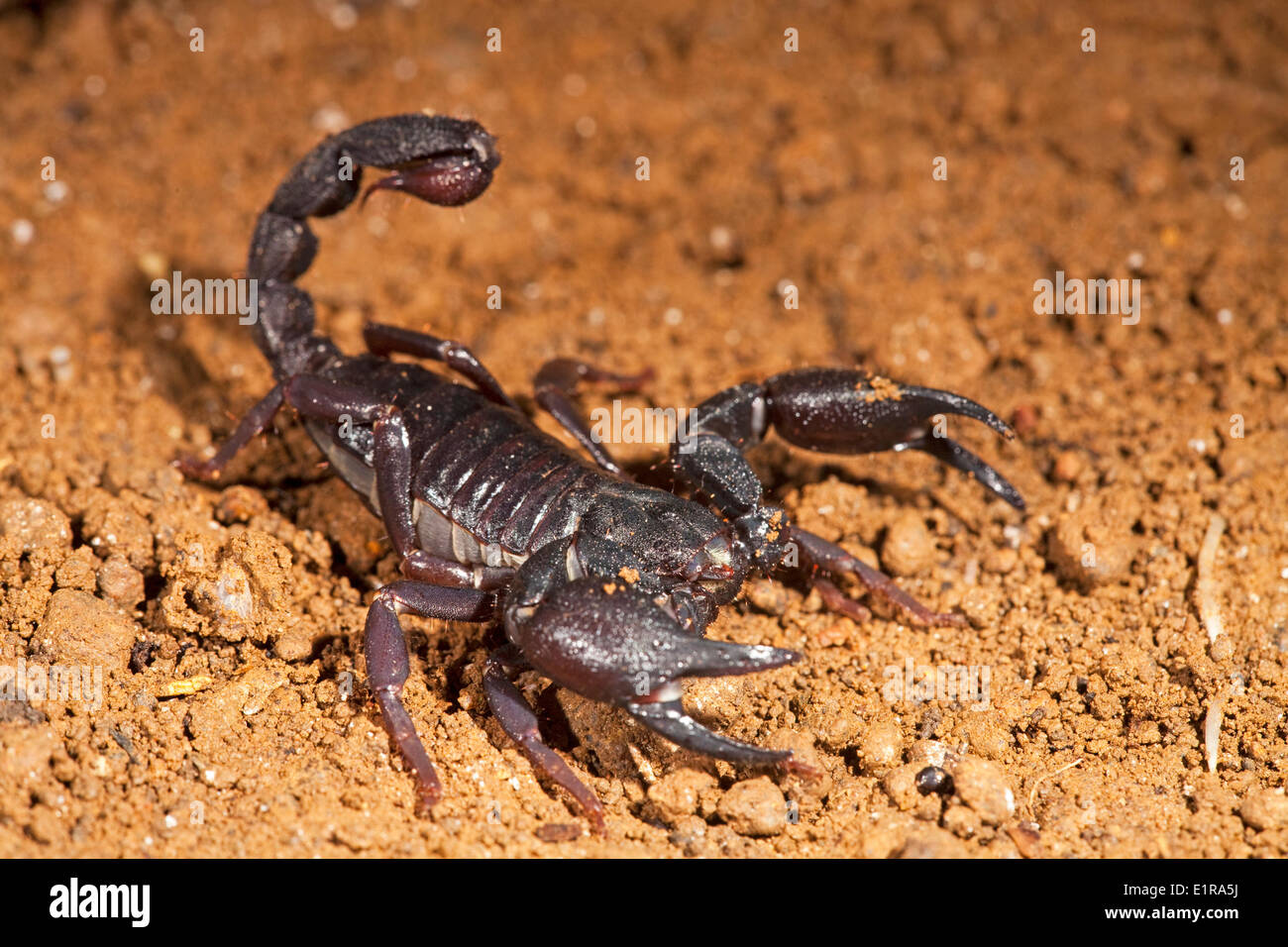 Photo d'un scorpion dans la forêt tropicale Banque D'Images