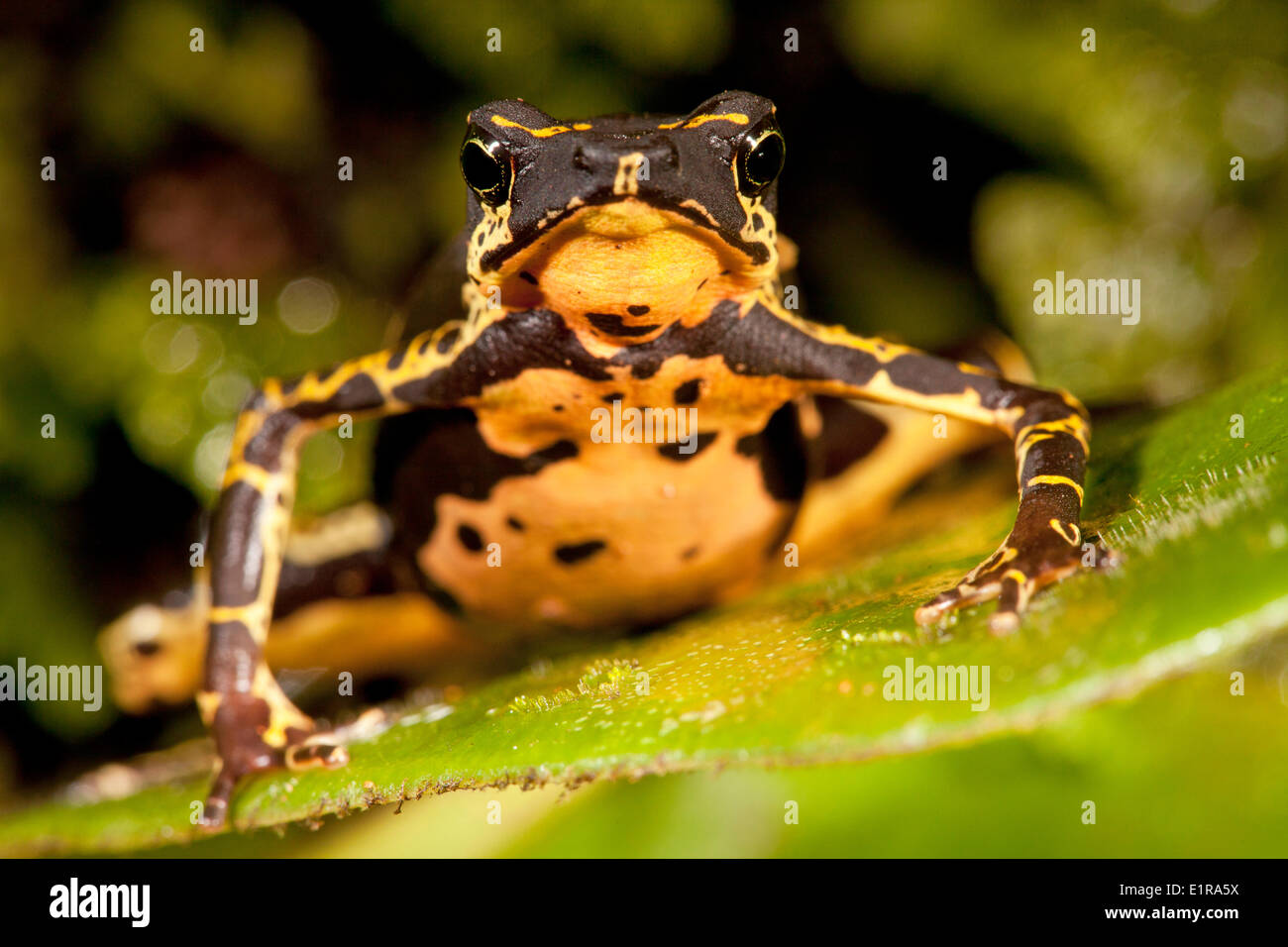 Photo d'un crapaud arlequin commun assis sur une feuille Banque D'Images