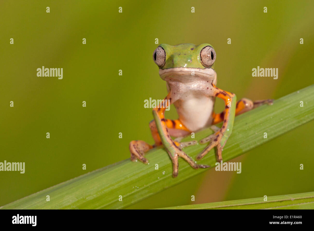 Photo d'une grenouille à pattes orange assis sur le dessus des feuilles de roseau Banque D'Images
