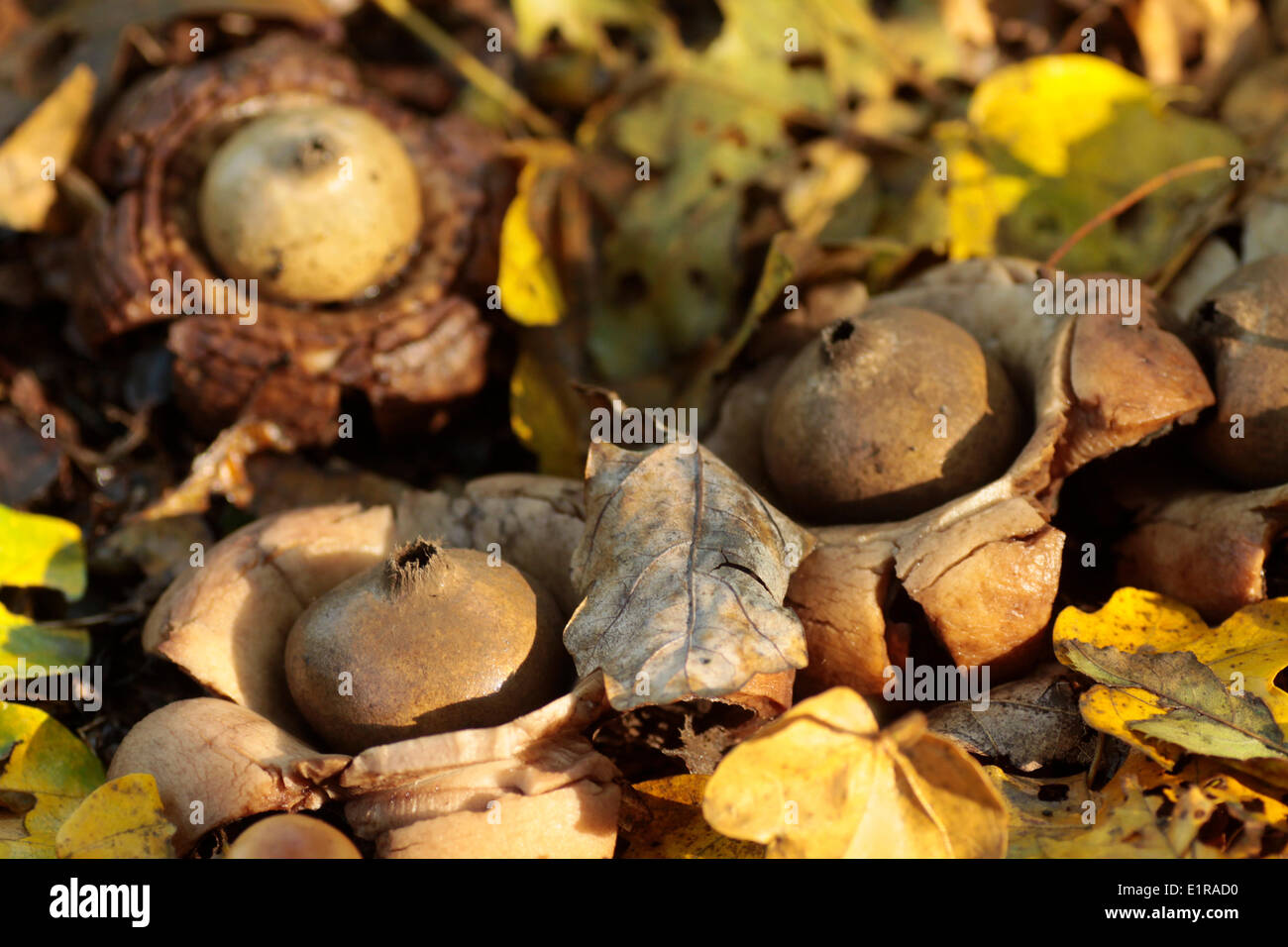 Earthstar à collier Banque D'Images