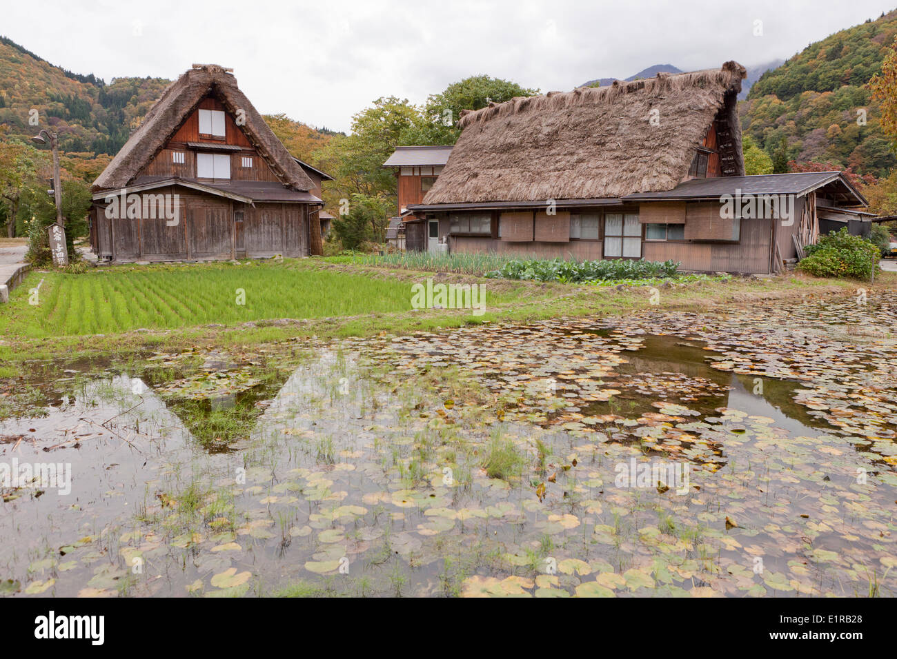 Ogimachi site du patrimoine mondial de l'Unesco parce que beaucoup de vieilles fermes de style Gassho-zukuri toits raides construit comme les mains dans Banque D'Images