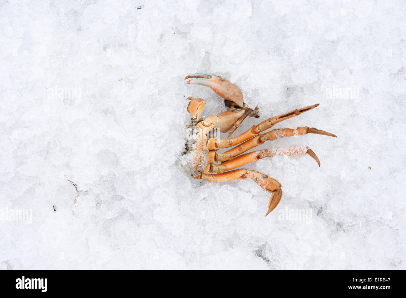La moitié un crabe laissées par un oiseau sur iceflows dans le delta au cours de l'hiver néerlandais Banque D'Images