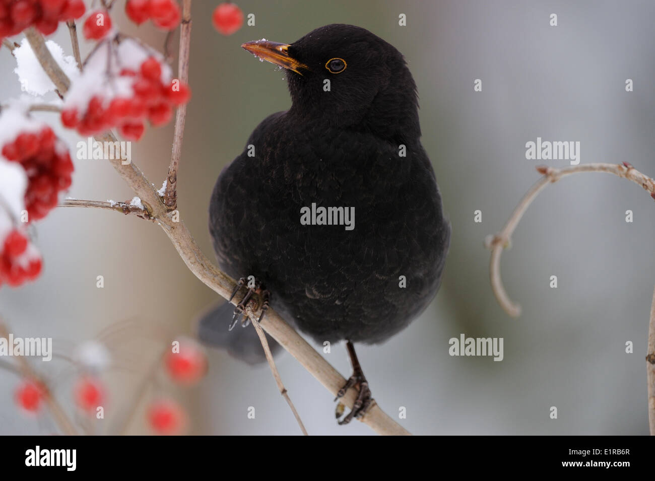 Blackbird mâle nourriture dans les baies rouges de l'Guelder Rose Banque D'Images
