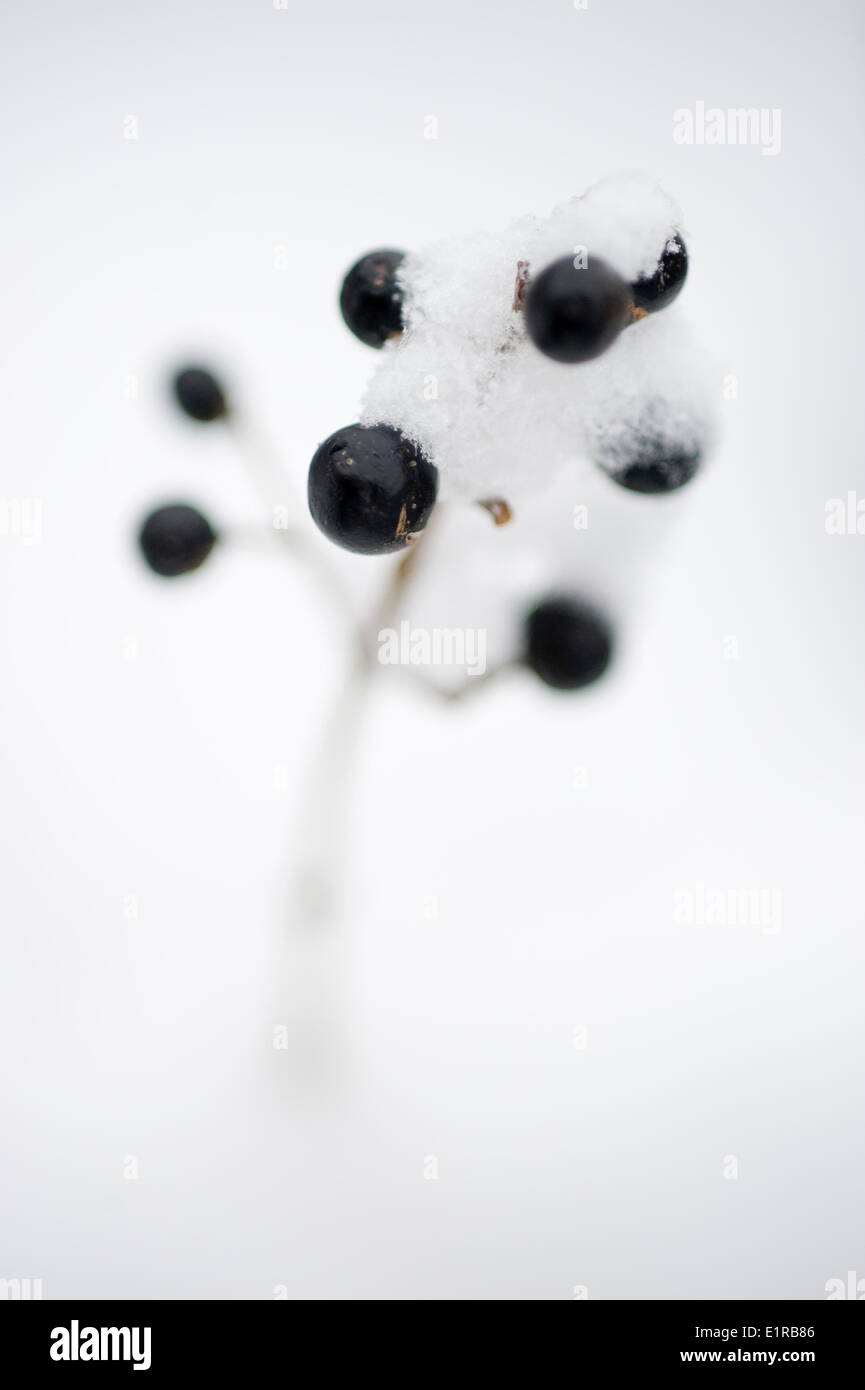 Buckthorn berries in snow Banque D'Images