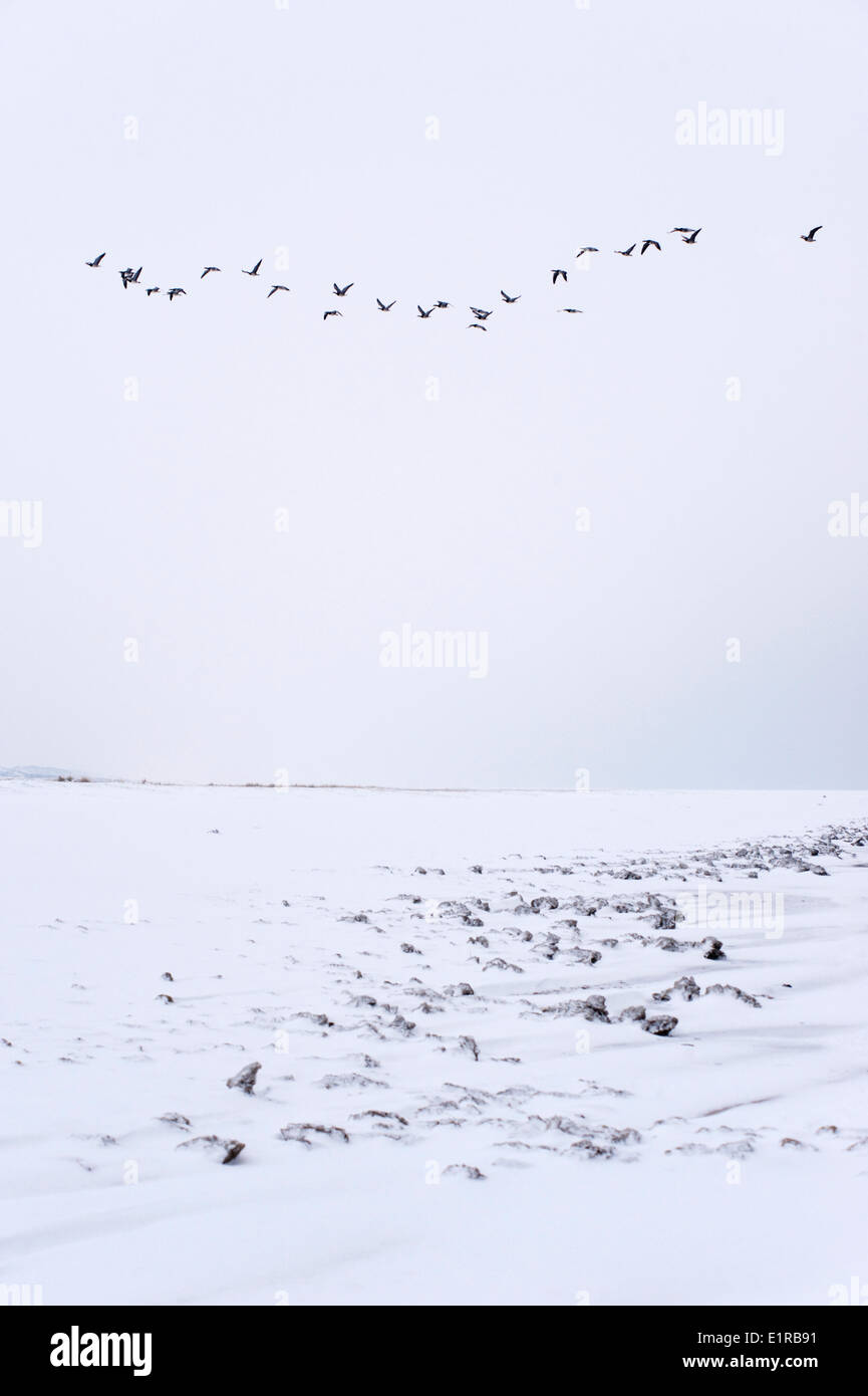 Blocs de glace causées par la neige d'entrer en contact avec l'eau salée et l'action des marées dans la réserve naturelle Kwade Hoek en hiver Banque D'Images