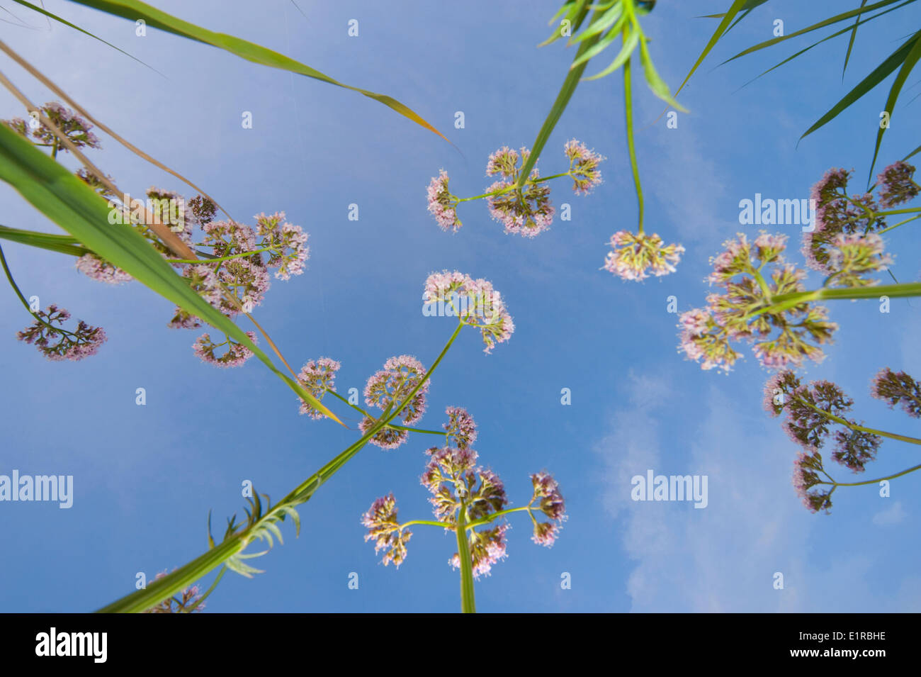 Vue de dessous de la valériane, ciel bleu en arrière-plan Banque D'Images