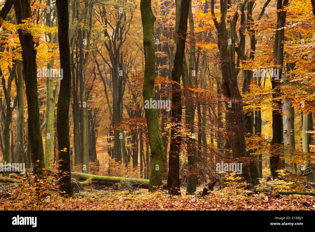 Vieux hêtre réserve à l'automne. Banque D'Images