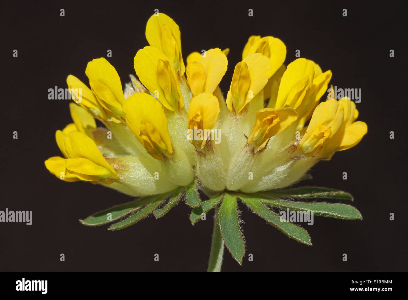La fleur de la politique commune de Kidneyvetch Banque D'Images
