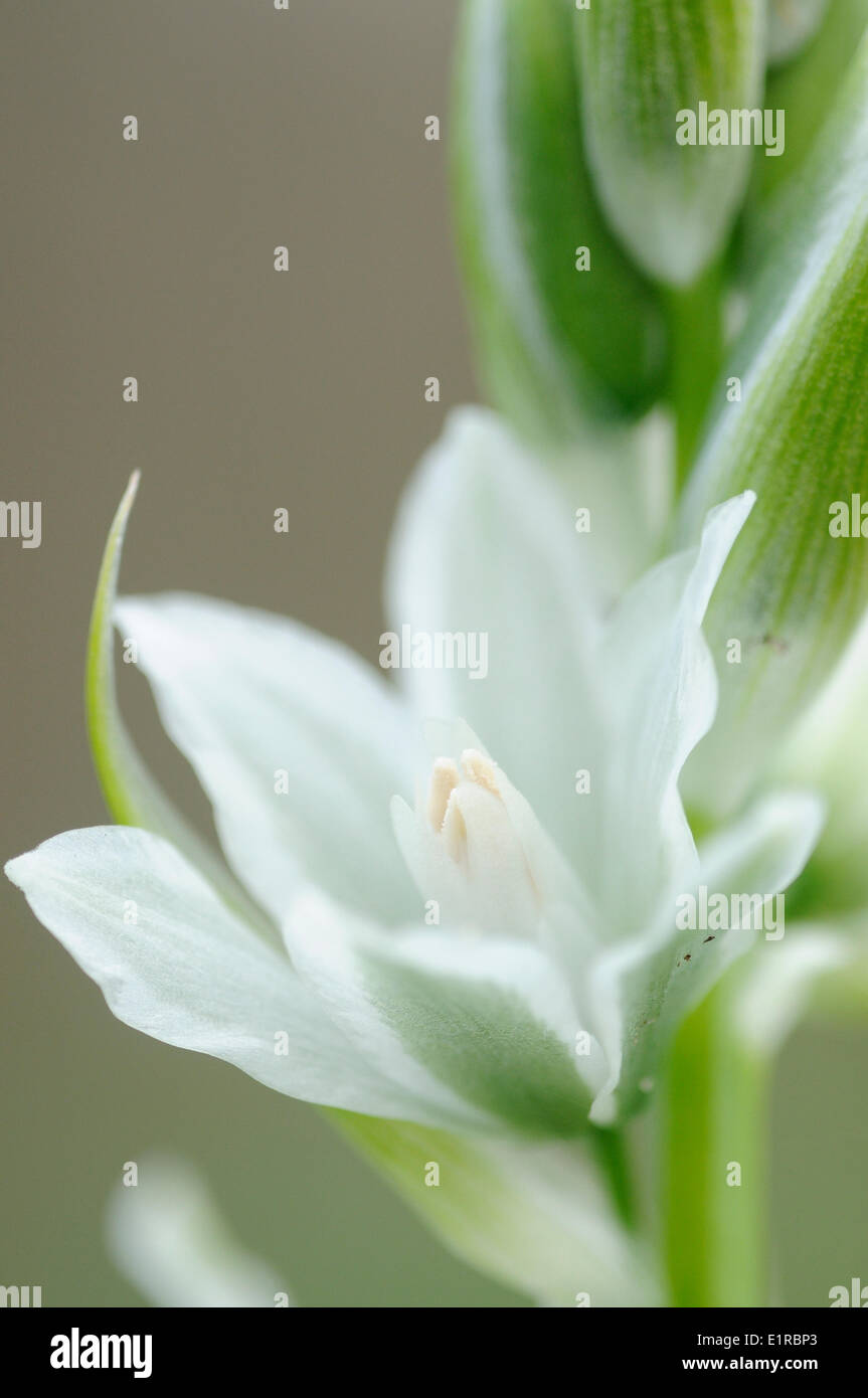 Vue détaillée de la fleur de trille Star-de-Bethléem Banque D'Images