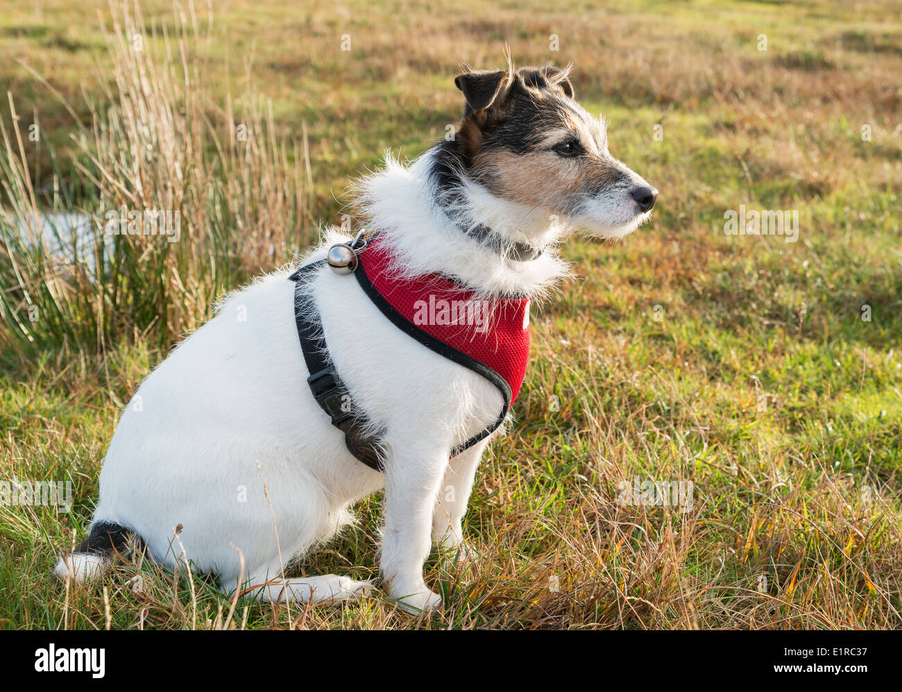 Groupe de Parson Jack Russell Terrier wearing red faisceau et Bell Banque D'Images