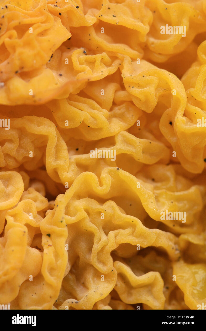 Close-up de la structure du cerveau de champignon d'or jaune Banque D'Images