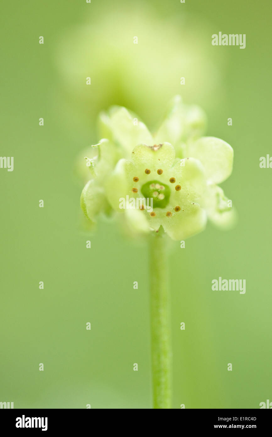 Cinq face évêque, une fleur avec sa forme caractéristique. Banque D'Images