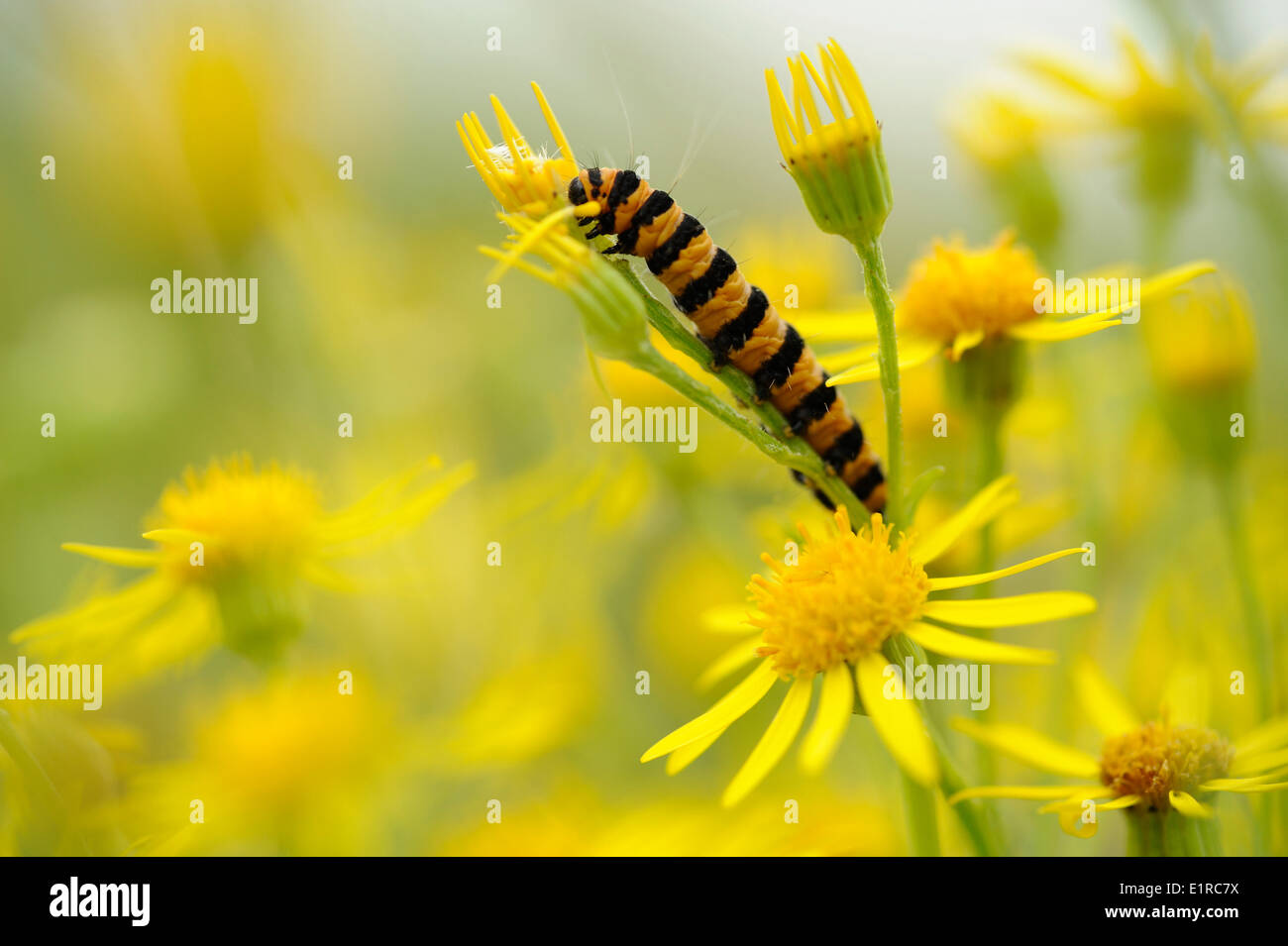 La chenille de papillon cinabre se nourrissant sur le séneçon jacobée une plante toxique pour les mammifères Banque D'Images