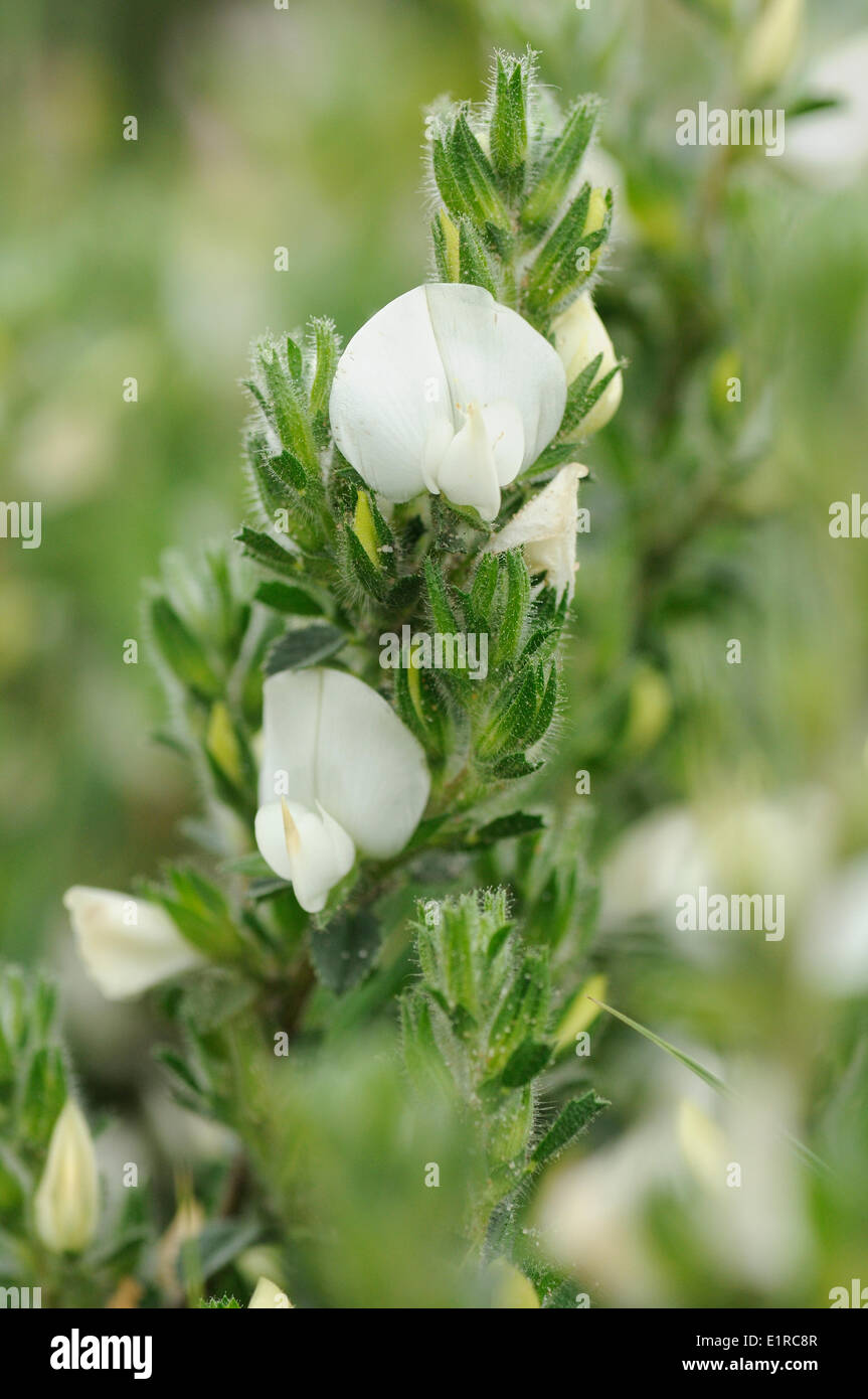 Épineuse floraison Restharrow avec des fleurs blanches sur riverdune Banque D'Images