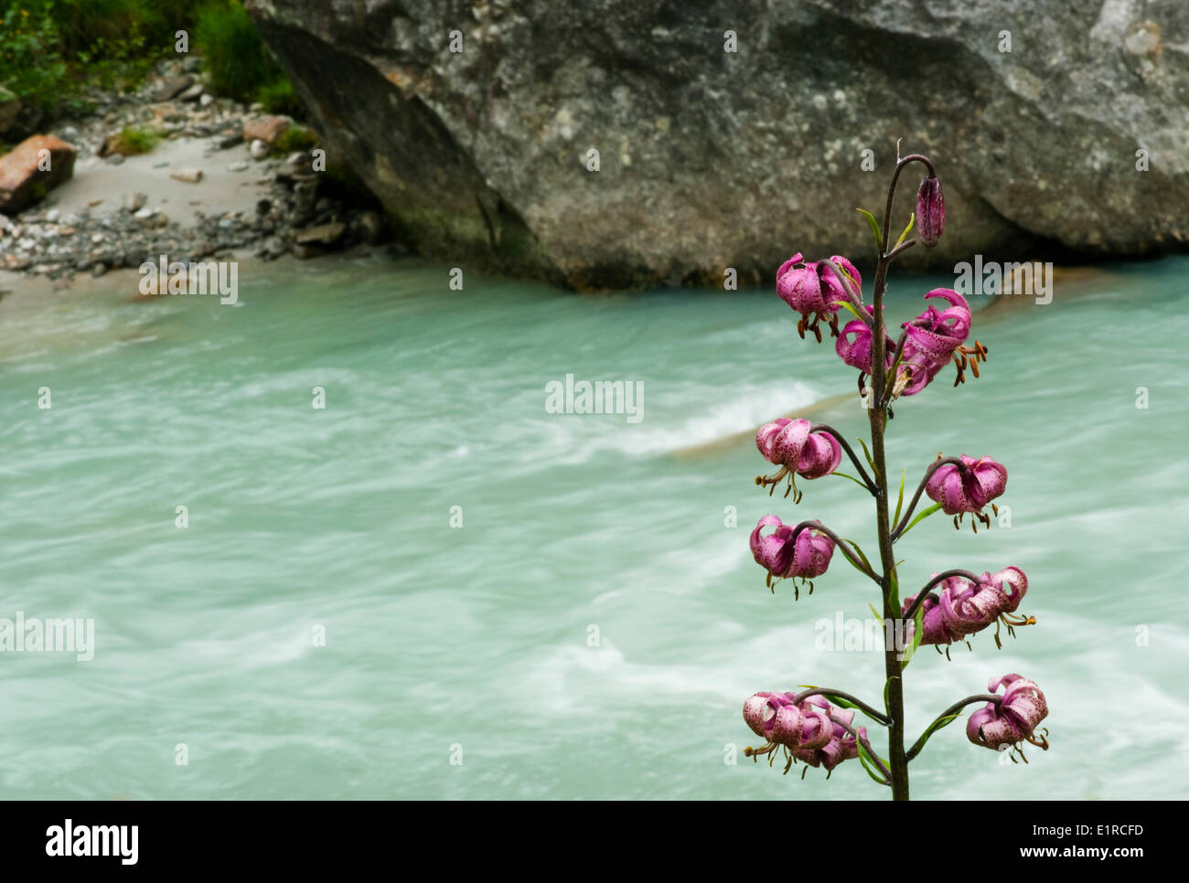Paysage de montagne dans le parc national Hohe Tauern en Autriche et un Turk's cap lily Banque D'Images
