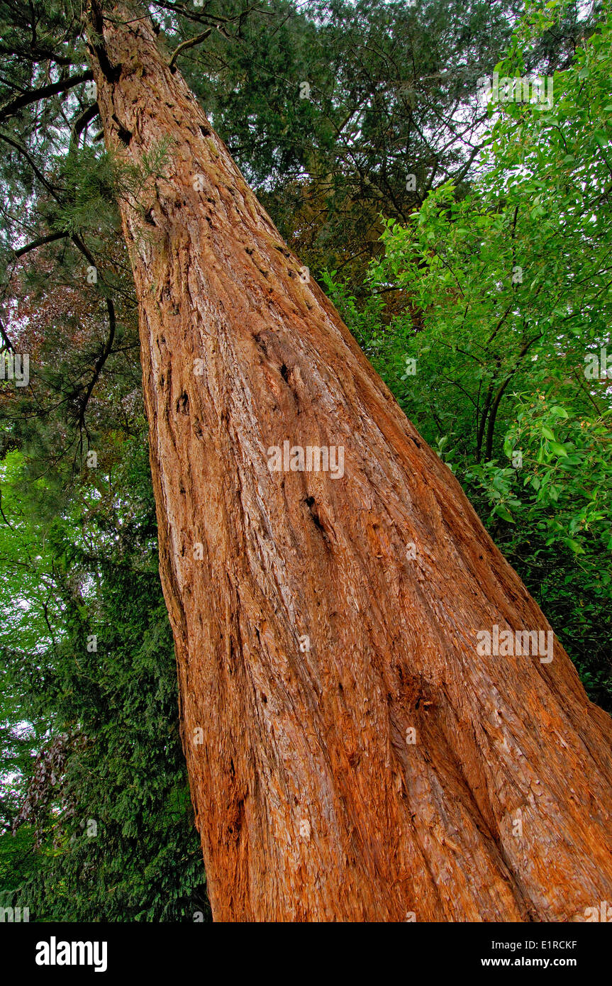 Tronc d'un séquoia géant Banque D'Images