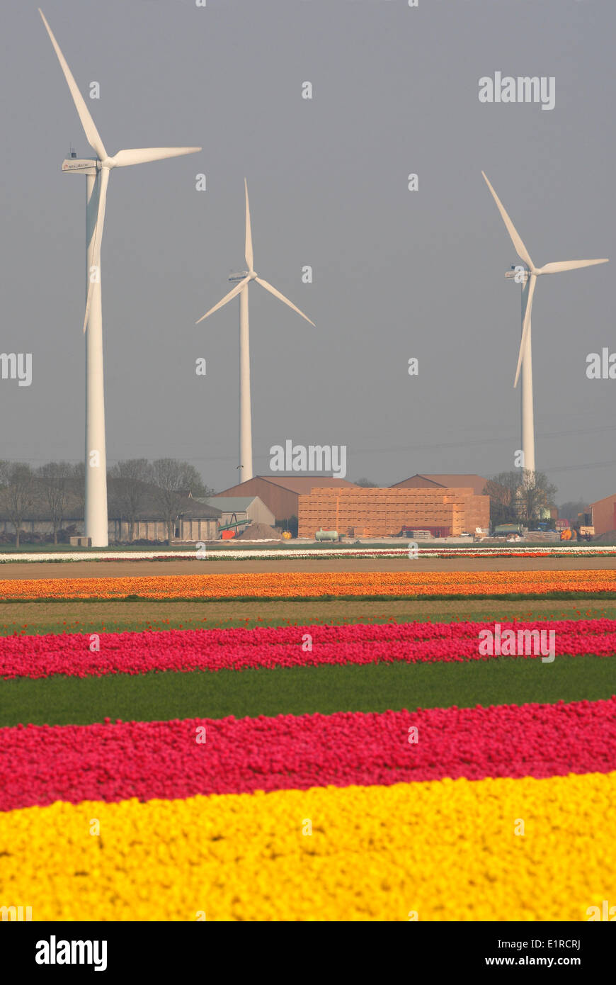 La culture des tulipes, vue sur les champs avec différentes couleurs des tulipes, des moulins à vent à l'arrière-plan Banque D'Images