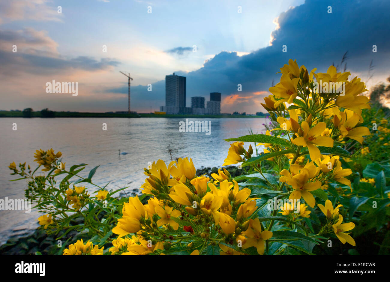 La salicaire pourpre jaune durant le coucher du soleil le long de la Oude Maas aux Pays-Bas au cours de l'été avec un bâtiment de grande hauteur à l'arrière-plan Banque D'Images La salicaire pourpre jaune durant le coucher du soleil le long de la Oude Maas aux Pays-Bas au cours de l'été avec un bâtiment de grande hauteur à l'arrière-plan Banque D'Images