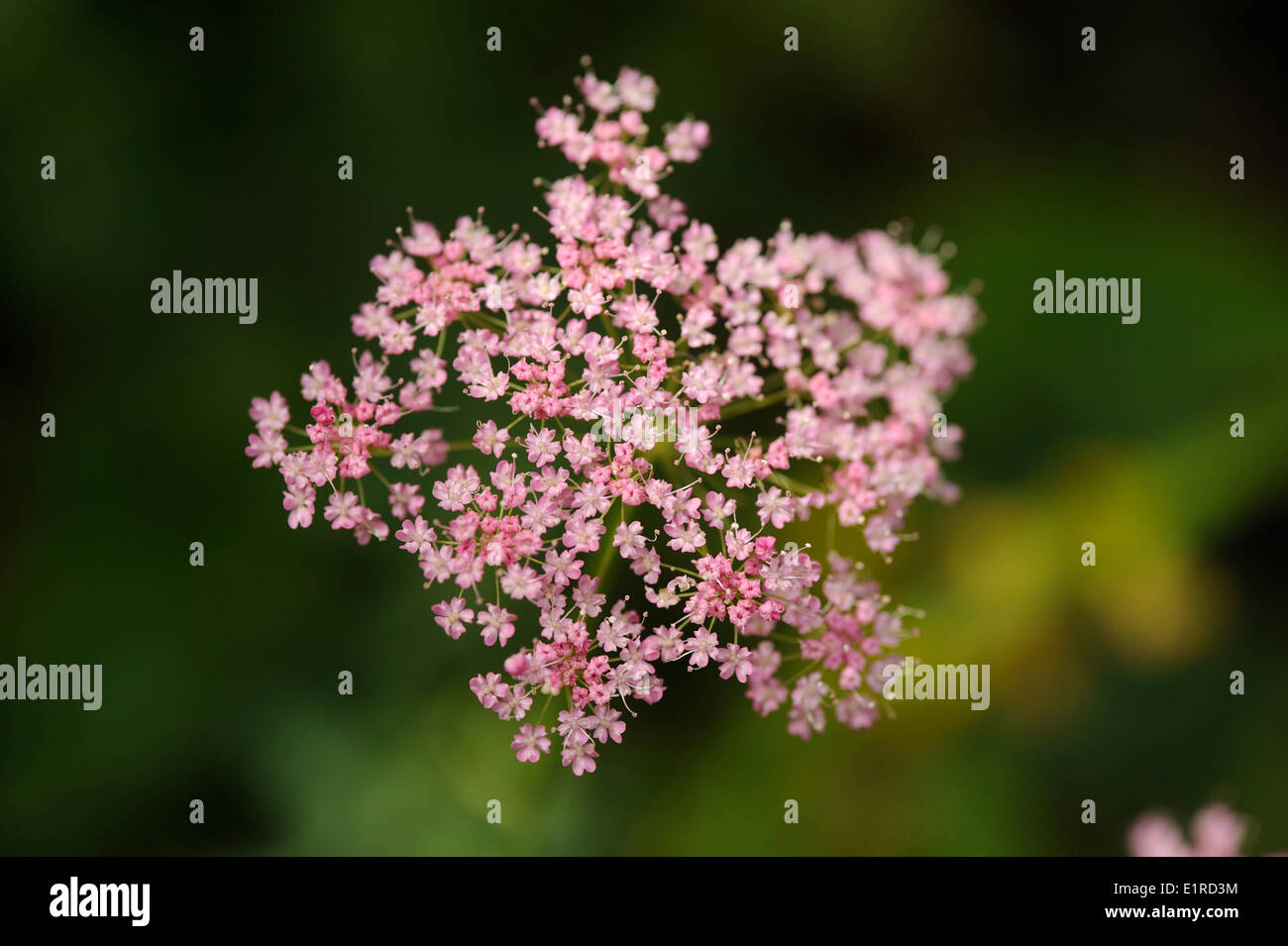 Une plus grande floraison Burnett-saxifrage à fleurs roses Banque D'Images