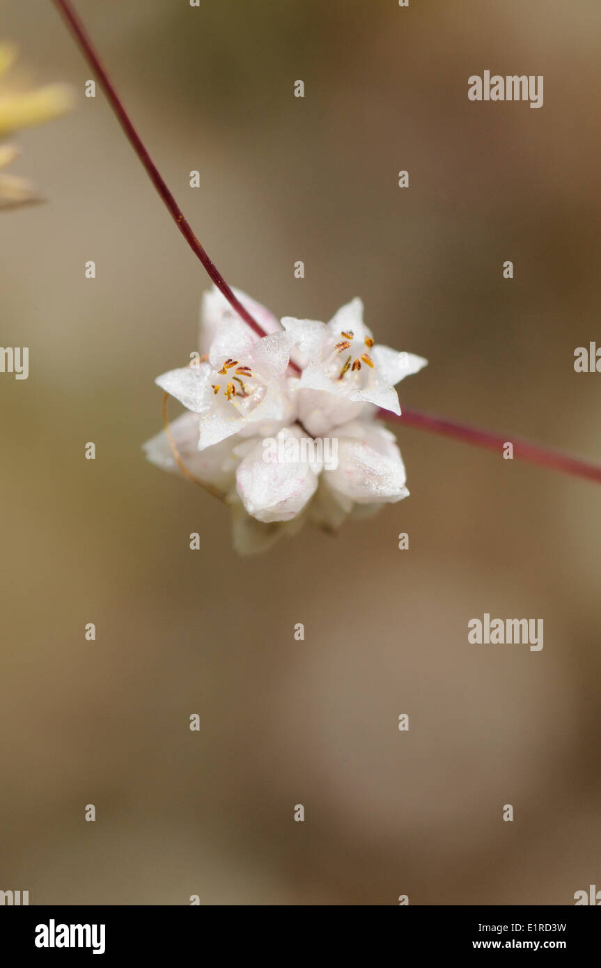 Clover Dodder parasitant sur diverses plantes médicinales dans les alpes françaises Banque D'Images