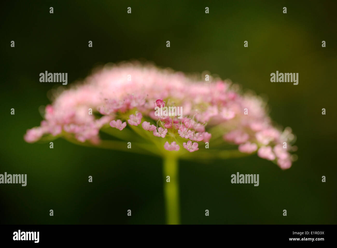 Une plus grande floraison Burnett-saxifrage à fleurs roses Banque D'Images