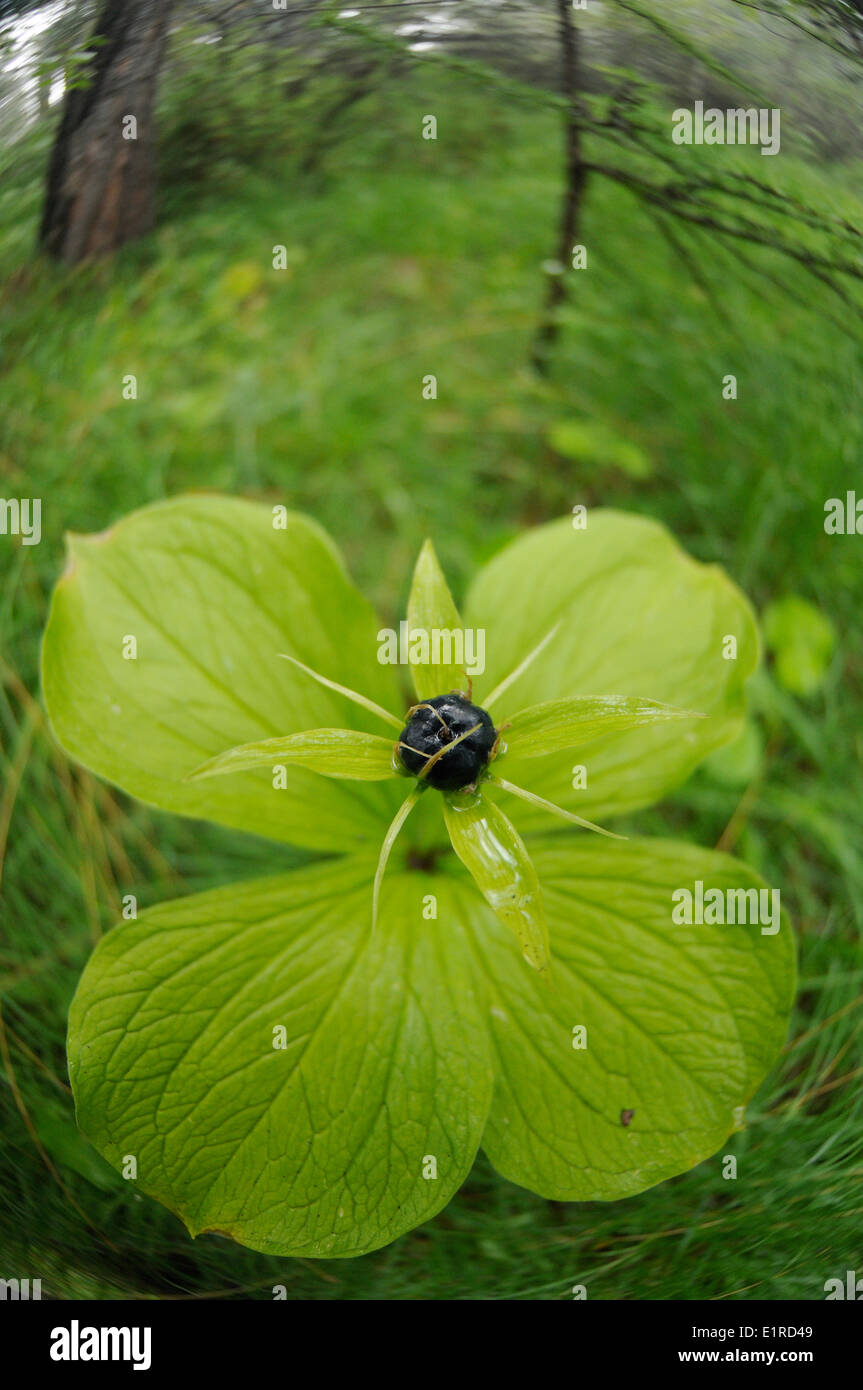 Large vue sur un ange en Herb-Paris-fruits forestiers humides Banque D'Images