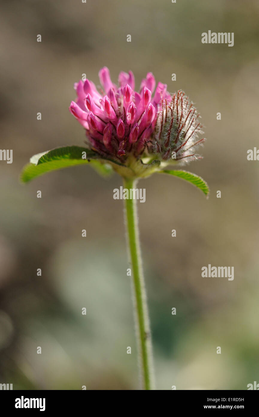 La floraison du trèfle alpin Banque D'Images