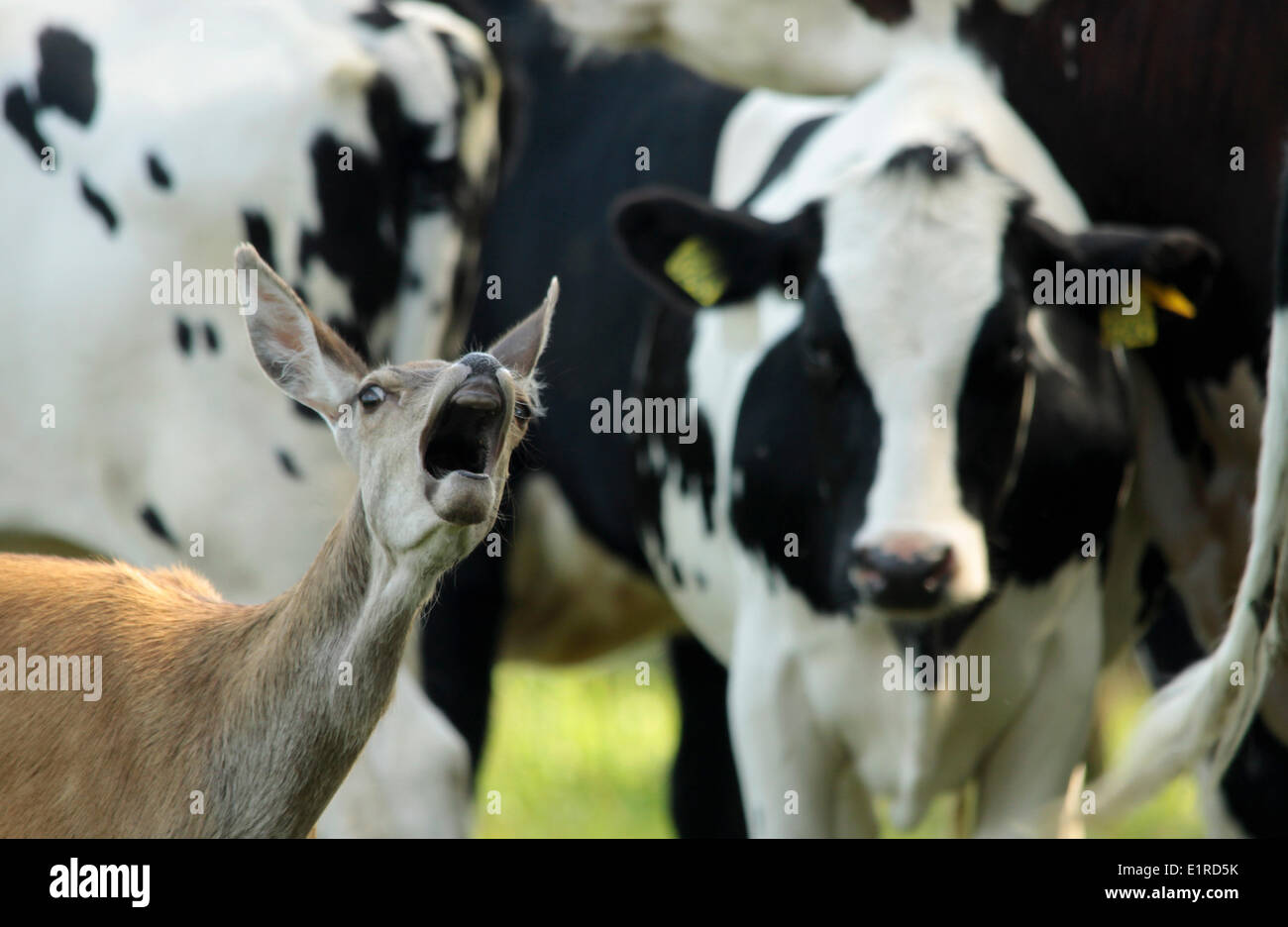 Une femelle red deer, des loupes comme une vache. Elle vit avec ces vaches après avoir été rejetée par son propre troupeau. Banque D'Images