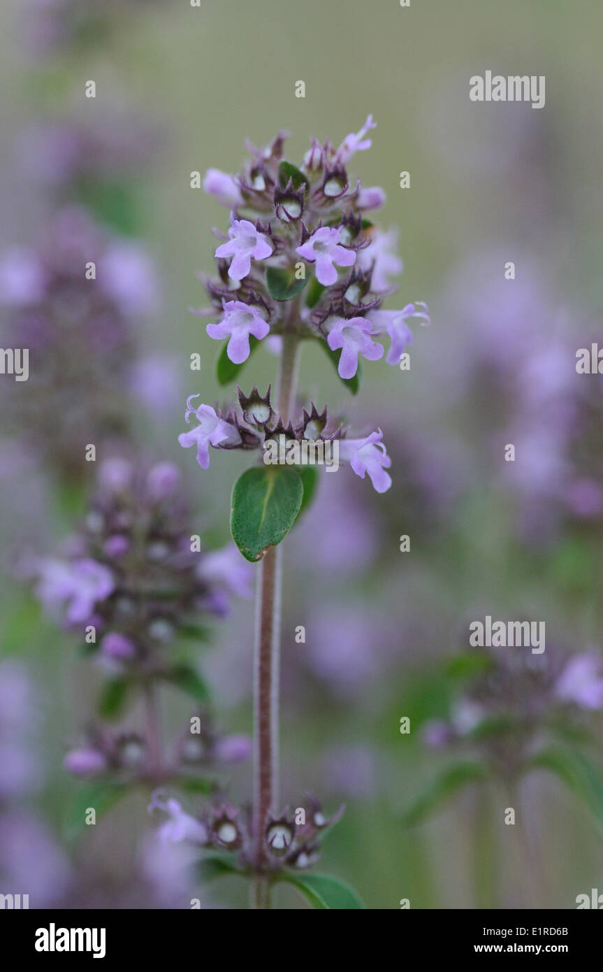 La floraison du thym à feuilles larges Banque D'Images