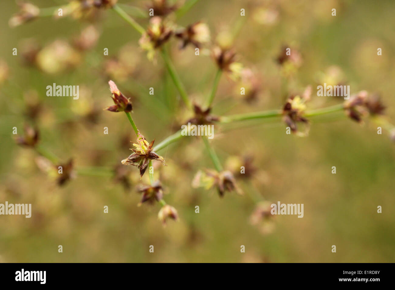 Sharp-flowered rush, détail Banque D'Images