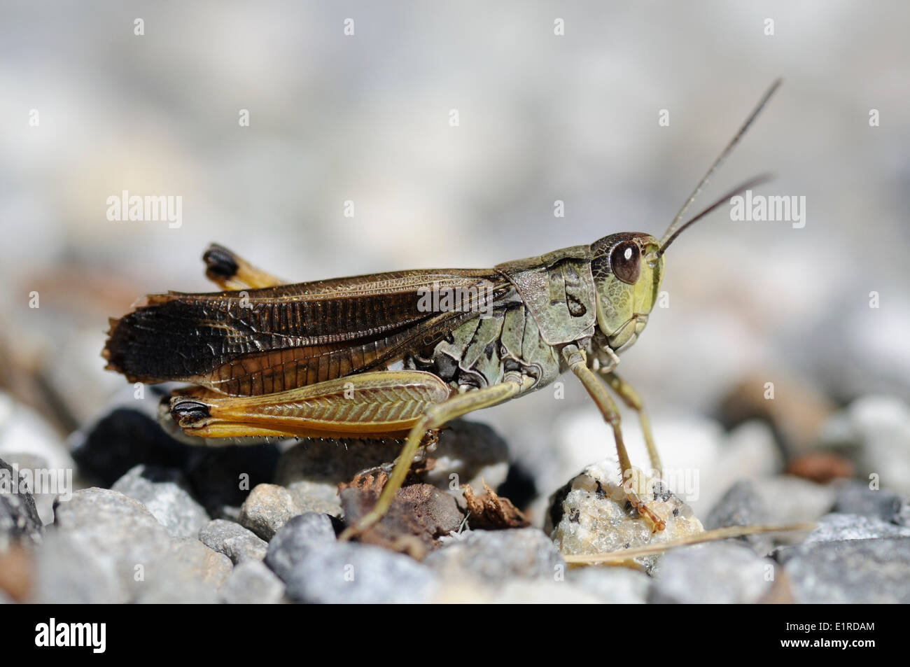 Stauroderus scalaris perché sur le terrain Banque D'Images