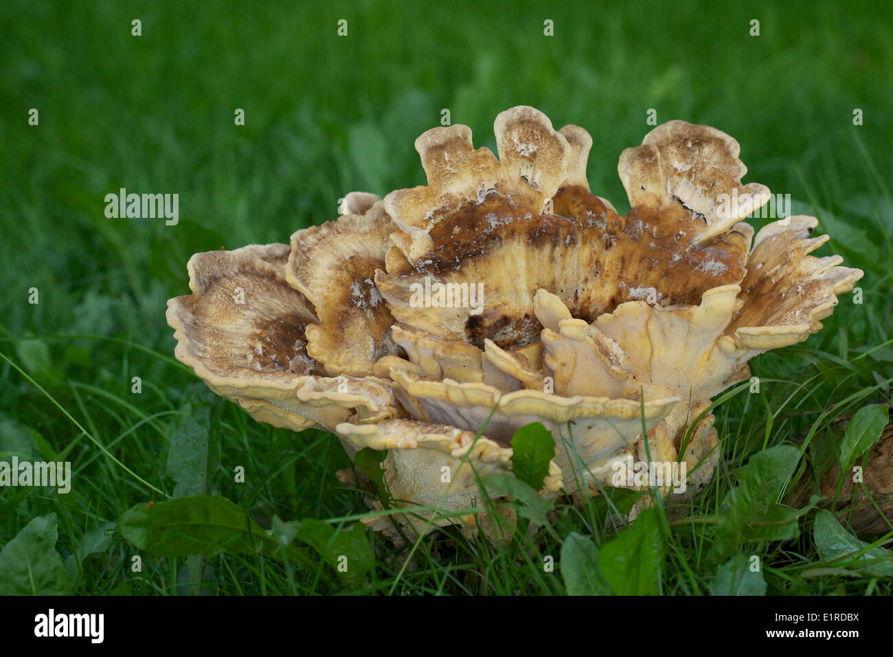 Poule des bois dans un champ Banque D'Images