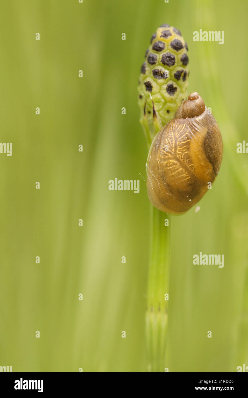 escargot orange Banque D'Images