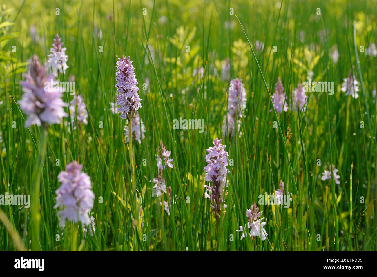 La floraison Heath Spotted-orchid Banque D'Images