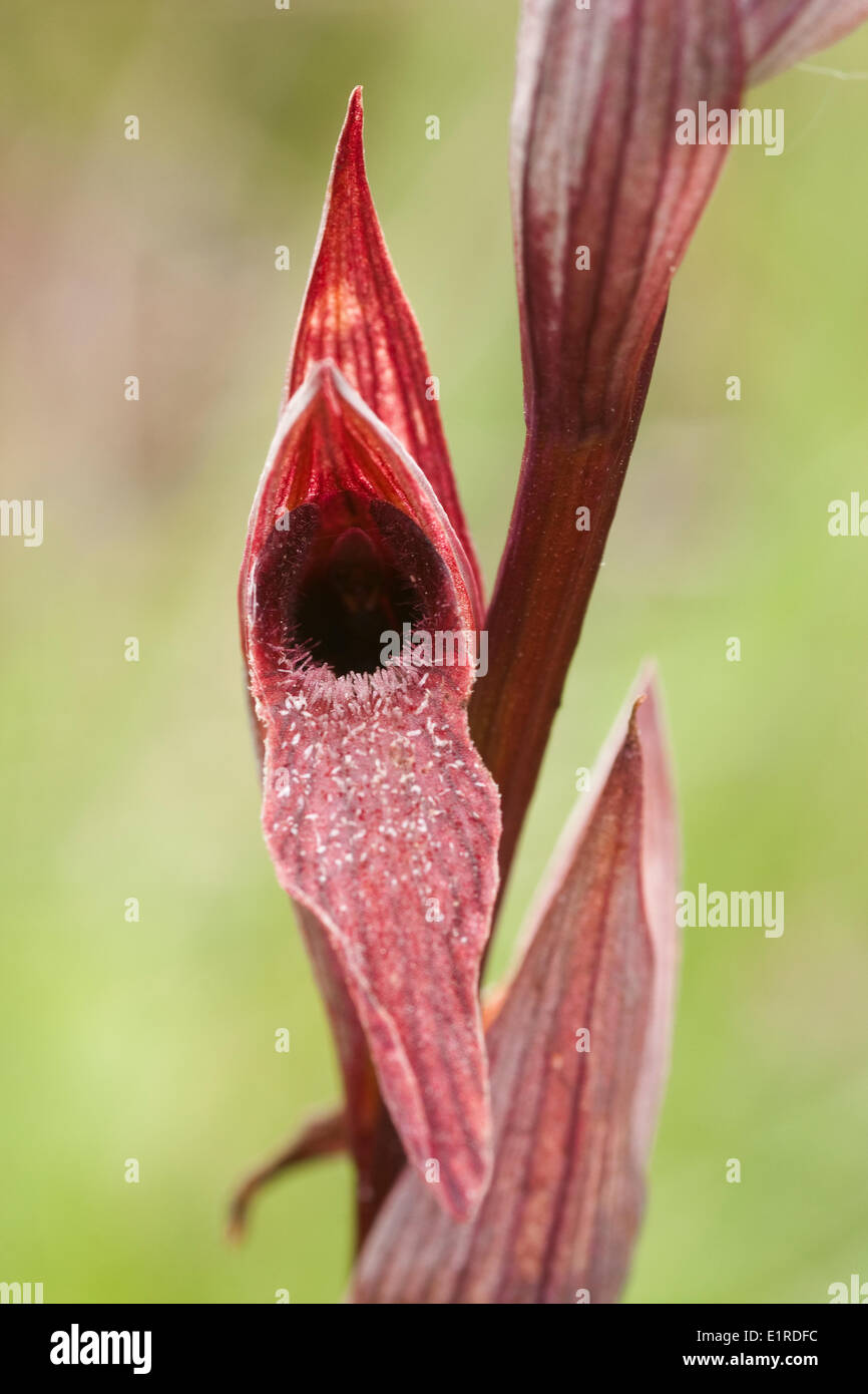Gros plan d'une fleur d'Tongue-Orchid aux lèvres. Deuxième observation aux Pays-Bas de cette espèces méditerranéennes. Banque D'Images