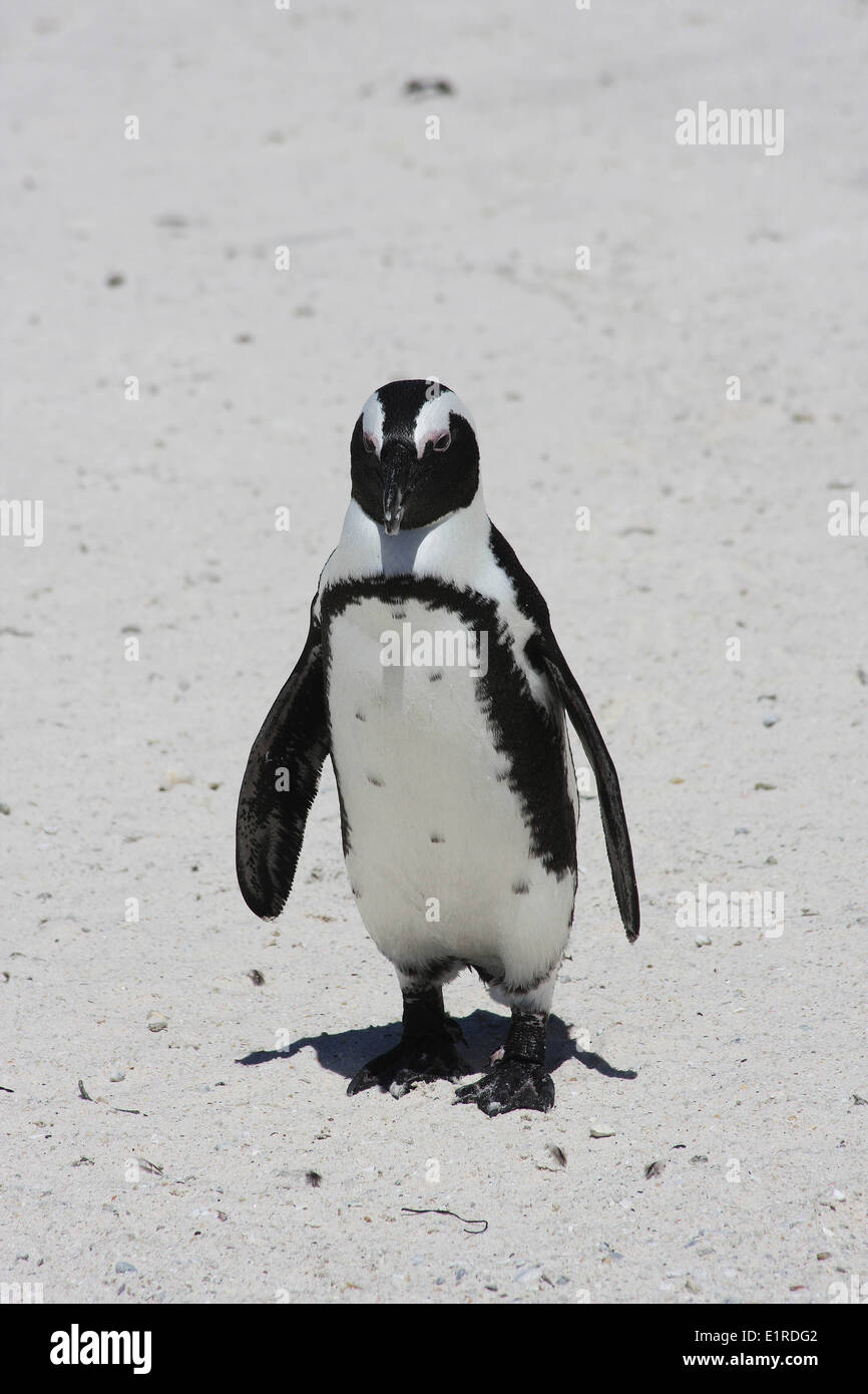 Manchot à Boulders Beach, colonie de pingouins près de Simon's Town, Cape Town, Afrique du Sud Banque D'Images