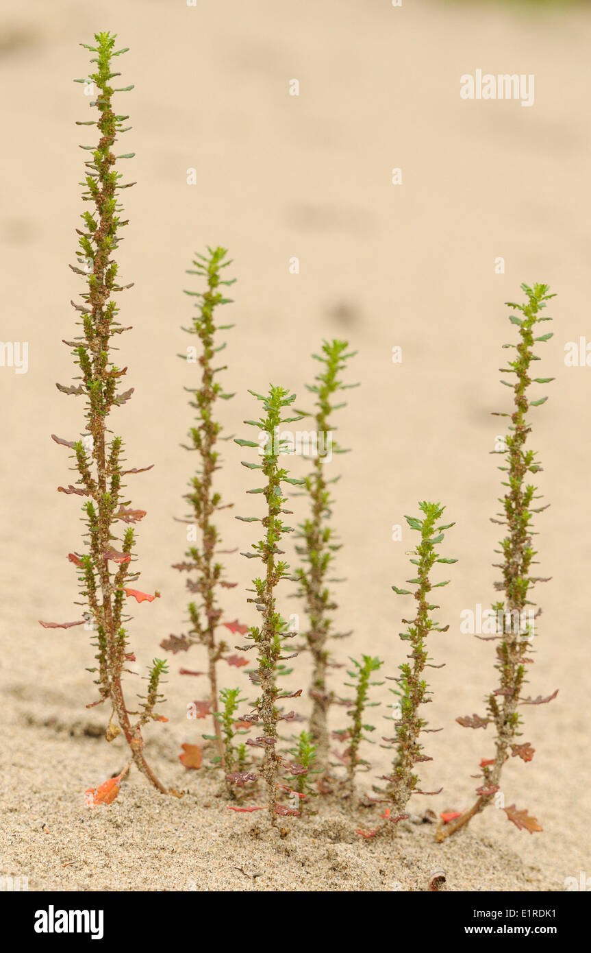 Clammy chénopode glabre est une plante avec une origine australien naturalisé dans les Pays-Bas et en Belgique et qu'on trouve sur sandy riverbeaches Banque D'Images